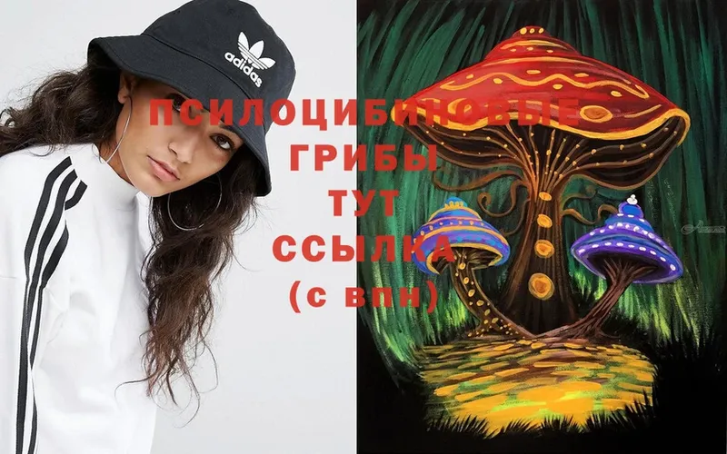 Псилоцибиновые грибы Magic Shrooms  Камышлов 